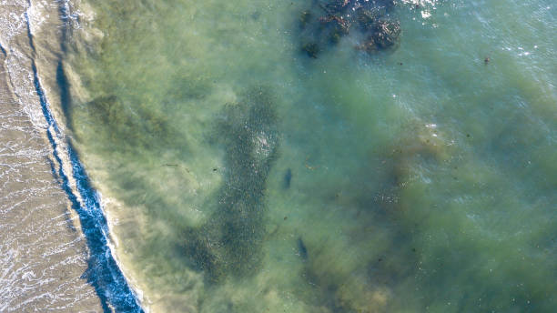 istock seals fishing 942853356