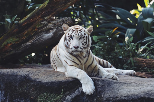 White Tiger living in animal sanctuary, rescued from animal trade. OLYMPUS DIGITAL CAMERA