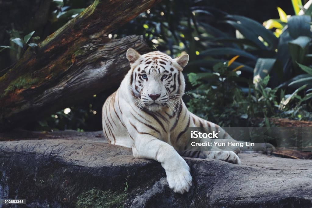 White Bengal Tiger in the wild White Tiger, Animal, Tiger, Animal Hair, Animal Head White Tiger Stock Photo