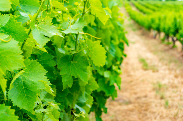 istock Close up of grape vine leaves on vineyard 942854042
