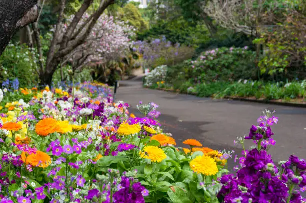 Photo of Colorful flowerbeds along the alley in the park