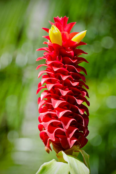 Flower head of spiral ginger, Costus barbatus, showing rde bracts and yellow flowers.