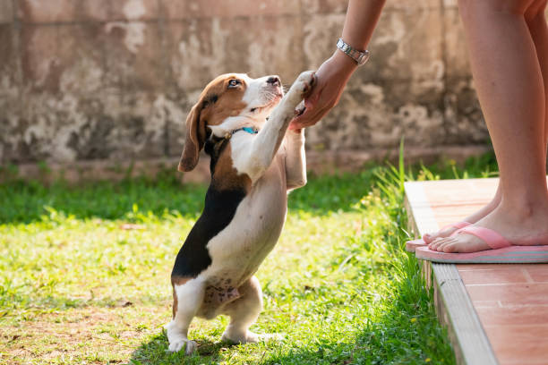 istock portrait of puppy beagle say hello 942857018
