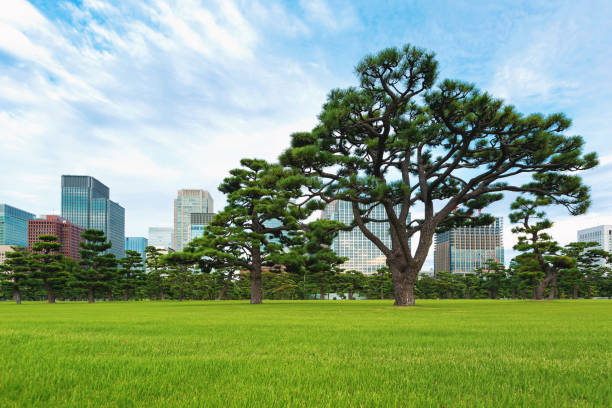 istock Pine trees outside the Emperor's Palace in Tokyo 942857528