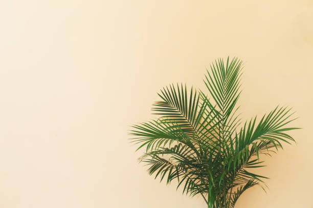 istock Large indoor palm plant in a yellow room 942857872