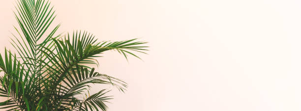 istock Large indoor palm plant in a yellow room 942857880