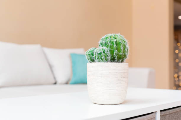 istock Potted cactus in a large interior home 942857896