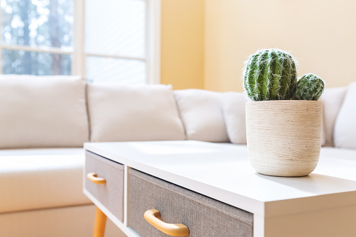 Potted cactus in a large luxury interior home