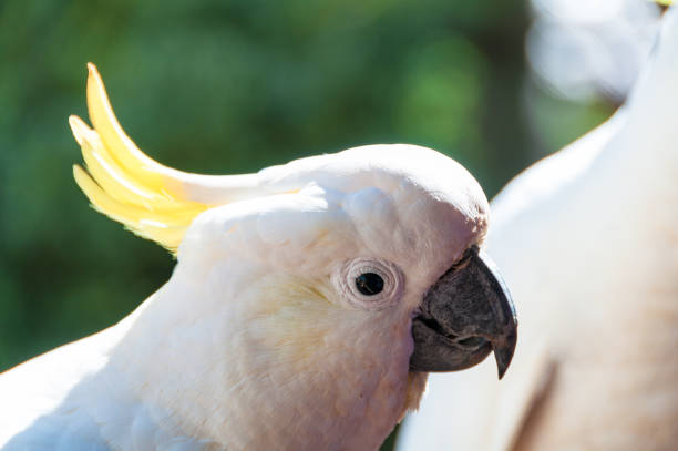 istock Australian sulphur crested cockatoo bird 942858072