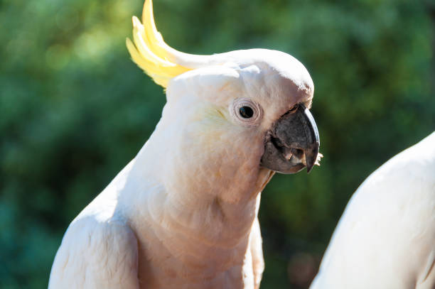 istock Australian sulphur crested cockatoo bird 942858074