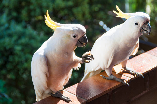 istock Australian sulphur crested cockatoo bird 942858076