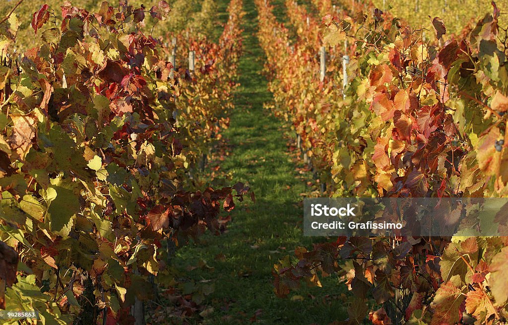 Vignoble en automne - Photo de Automne libre de droits