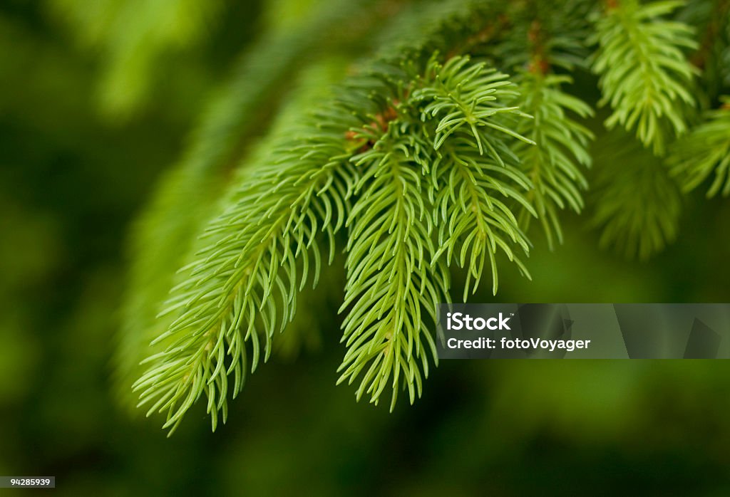 Green pine needles. - Lizenzfrei Ast - Pflanzenbestandteil Stock-Foto