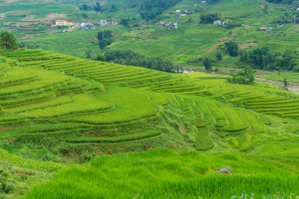 istock Spectacular rice terraces with green rice grass 942861582