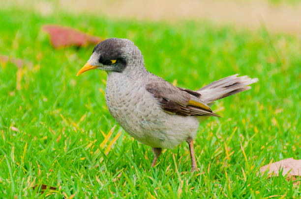 istock Indian Myna bird on green lawn 942861630