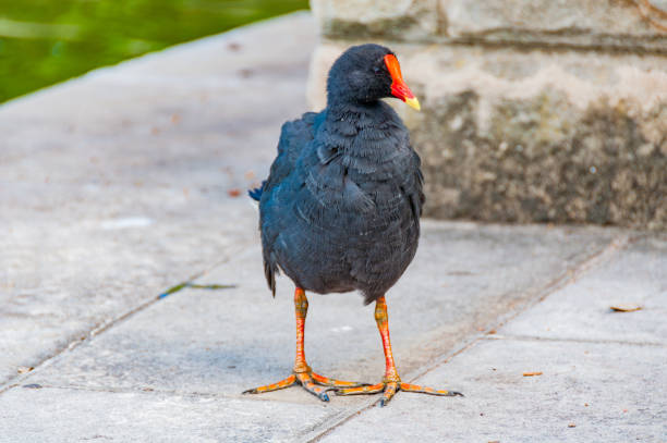 istock Purple swamphen bird 942861654