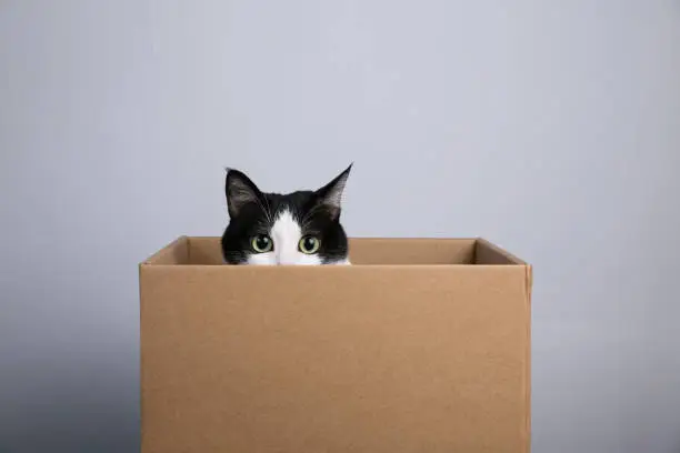 Photo of cardboard box with a cat