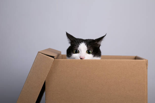 cardboard box with a cat stock photo