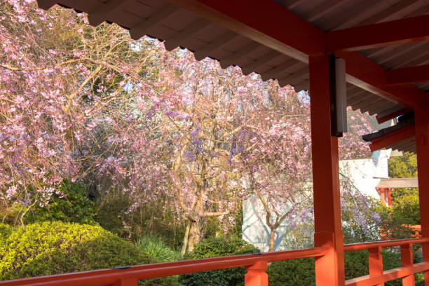 istock Cherry blossoms seen from the hallway 942864476