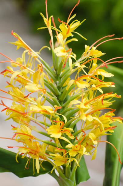 Flower spike of orange bottlebrush ginger, Hedychium coccineum.