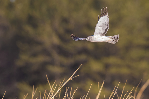 Northern Harrier hunting on a seasonally warm Sunday afternoon at Lake Wissota  State Park in March