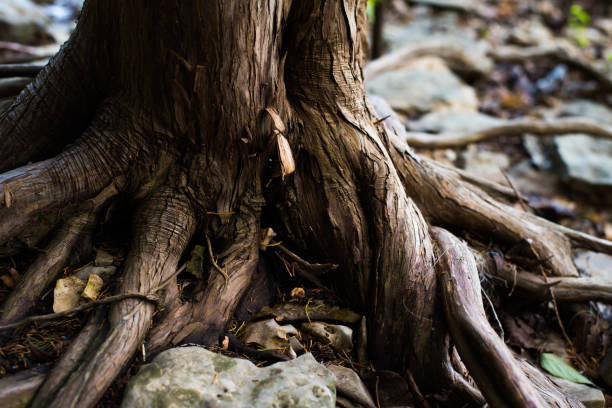 Old Tree growing out of stones.