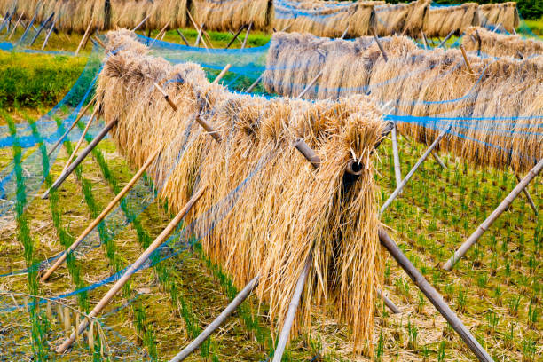istock Rice harvest in Japan 942873324