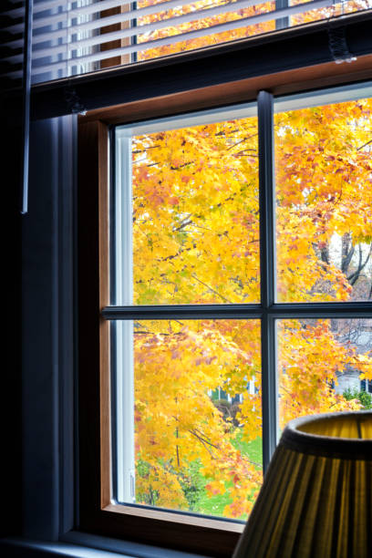 istock Autumn Yellow Maple Tree Leaves From Upstairs Bedroom Window 942873500