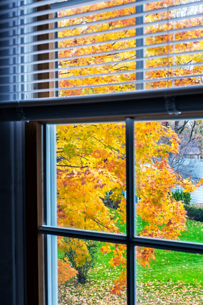 istock Autumn Yellow Maple Tree Leaves Looking Through Upstairs Bedroom Window 942873512
