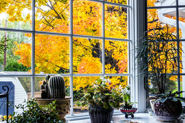 Looking through a bay window over several potted houseplants at a brilliant autumn yellow and orange leaf maple tree in the back yard next to the garden shed.