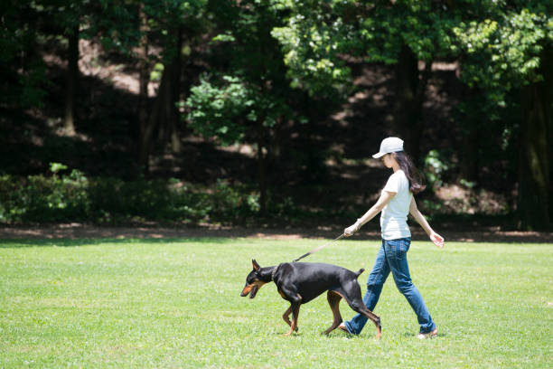 istock Beautiful woman to play with Doberman 942873928