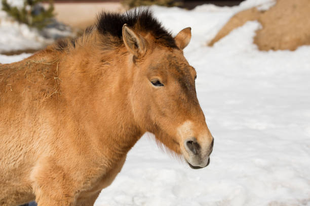 istock Przewalski's horse. 942877482