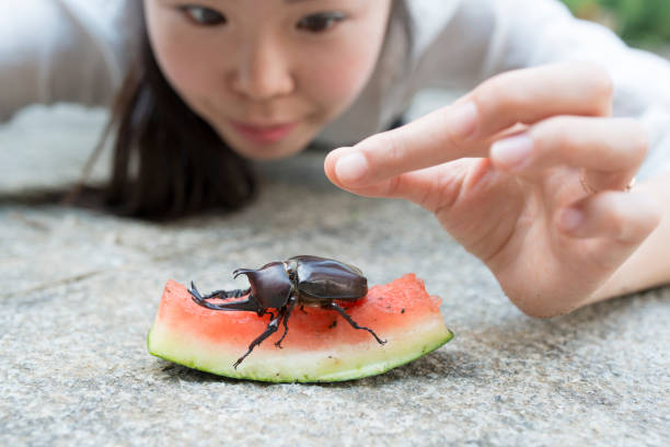 istock A woman looking at a beetle 942877650