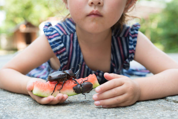 istock Little girl watching the beetle 942877688