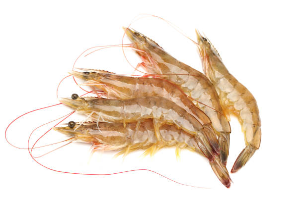 istock Fresh vannamei shrimp on white background 942877852