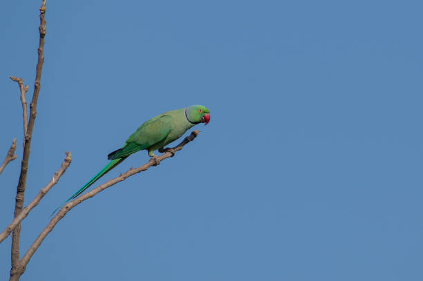 istock Bird: Rose Ringed Parakeet Perched on Branch of a Tree 942878450