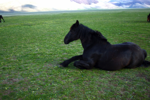 Beautiful black horse grazing on green pasture. Lovely pet