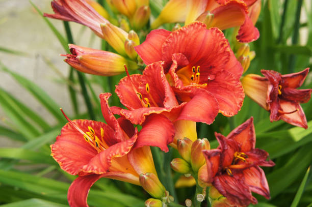 istock Many red daylily flowers 942880800