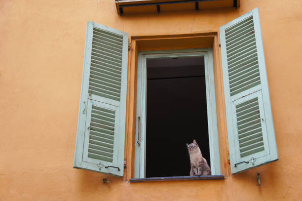 istock Cute gray, white cat sitting at the window with blue shutters 942880894