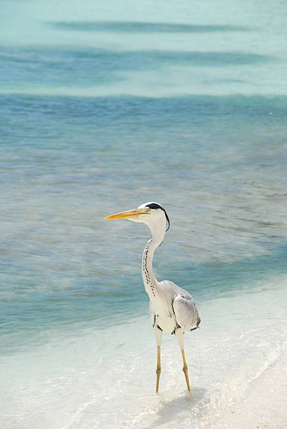 istock Heron on a maldivian island 94288197