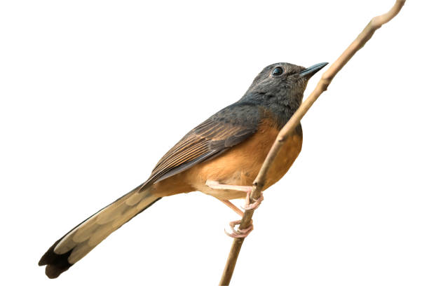istock White rumped Shama from thailand, Birds and animals on white background. 942882728