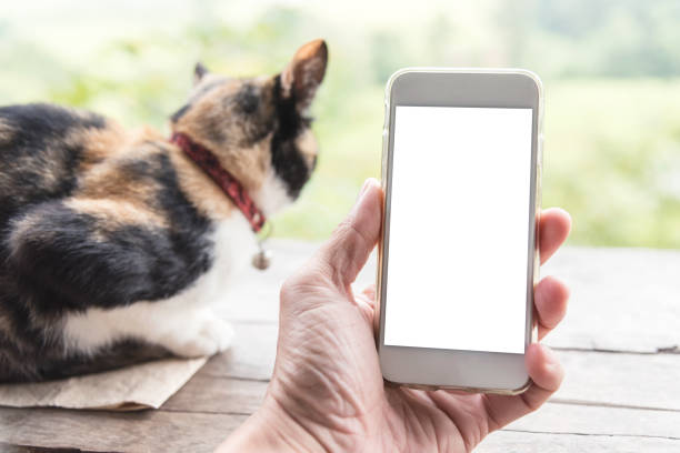 istock Hand holding smart phone with empty white screen for text and cat with green blured nature background. Connection technology concept. 942882884