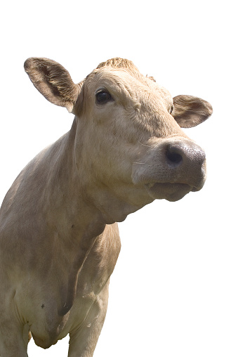 A cow with horns and a white face. The horns are large and pointy