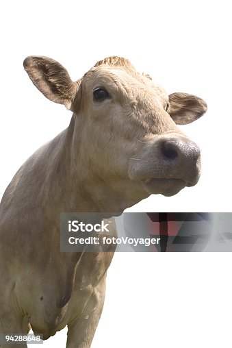 istock Friendly looking cow 94288648