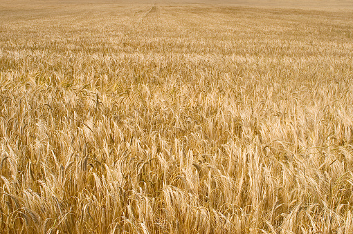Field of wheat ready for harvest.