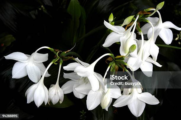 Foto de Flores Brancas e mais fotos de stock de Beleza natural - Natureza - Beleza natural - Natureza, Botão - Estágio de flora, Branco