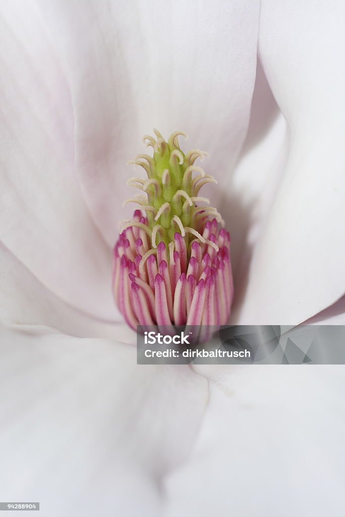 highkey Magnolien Blüte - Lizenzfrei Ausgebleicht Stock-Foto