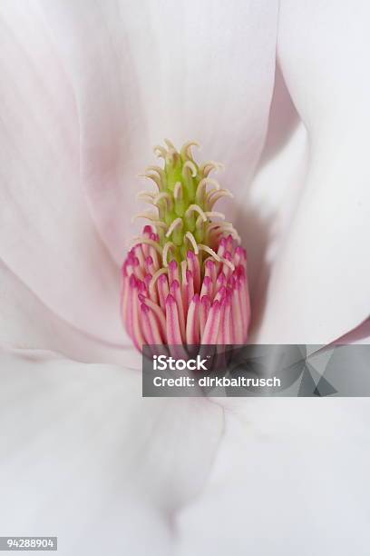 Highkey Magnolien Blüte Stockfoto und mehr Bilder von Ausgebleicht - Ausgebleicht, Baum, Baumblüte