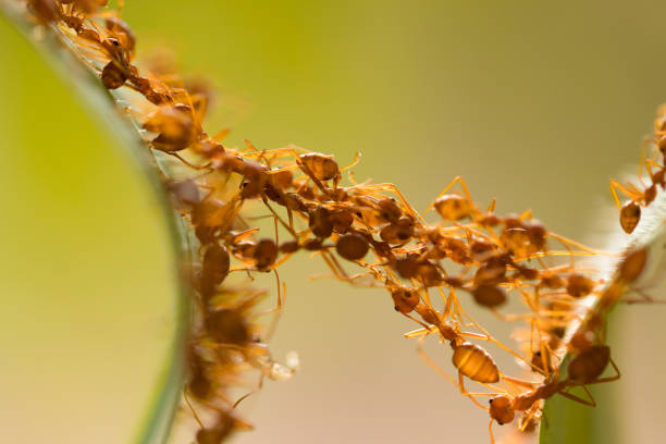 istock Ant action standing.Ant bridge unity team,Concept team work together 942890126