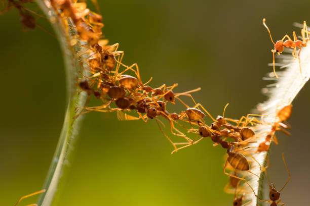 istock Ant action standing.Ant bridge unity team,Concept team work together 942892210